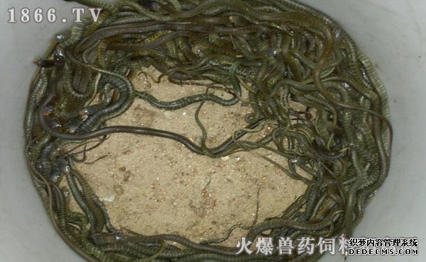 水律蛇養(yǎng)殖新技巧揭秘，高效養(yǎng)殖方法與實(shí)用操作指南