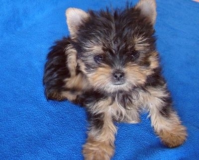 衢州寵物狗市場(chǎng)現(xiàn)象解析，出售信息深度探討與各方觀點(diǎn)碰撞