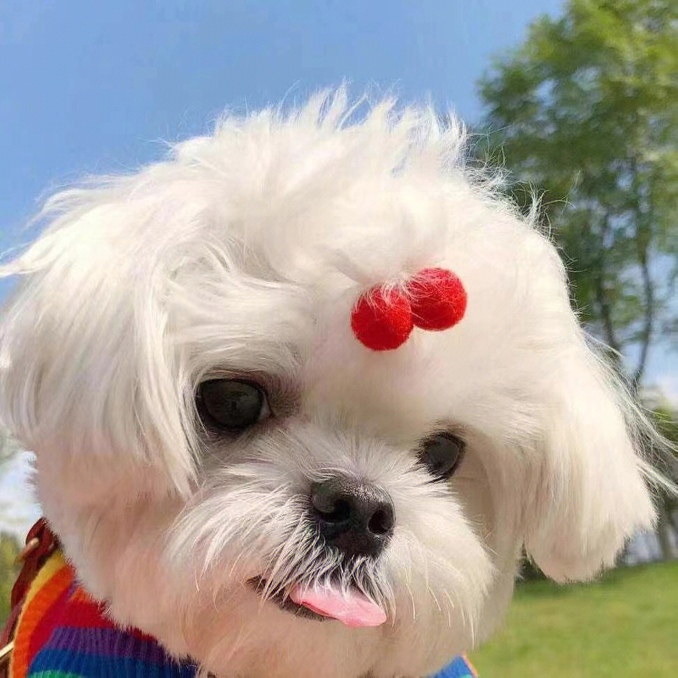 最新狗狗頭像，展現(xiàn)變化、學(xué)習(xí)與自信的力量