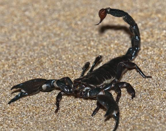 山西蝎子價(jià)格行情指南，2017年最新行情解析