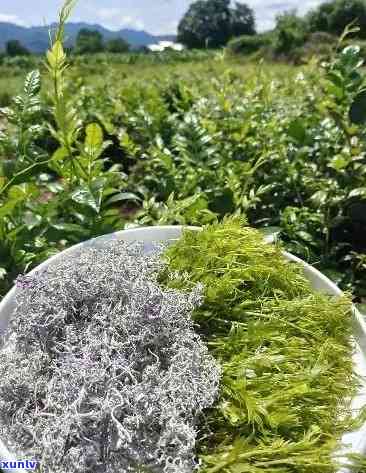 張家界莓茶價(jià)格探索之旅，自然美景與內(nèi)心寧?kù)o的尋找