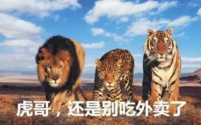 最新虎獅，學(xué)習(xí)變革的力量，自信與成就感的崛起之路