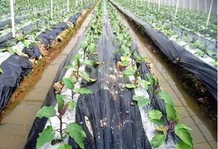 10公斤黑地膜價(jià)格,溫馨農(nóng)田里的秘密，一段關(guān)于黑地膜與友情的趣事