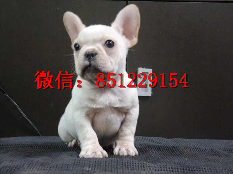 法牛犬行情走勢揭秘，溫馨日常背后的市場趨勢