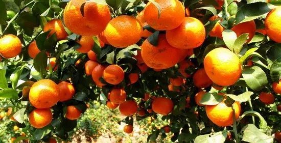 沙糖桔演員，科技與生活完美融合的高科技產(chǎn)品展示