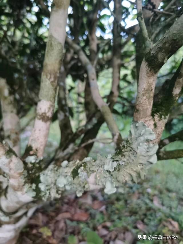 老樅紅茶價格，深度探討歷史背景與地位影響下的價格走勢