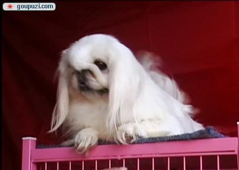 秀珍犬價格行情揭秘，變化中的市場行情與學(xué)習(xí)自信的力量