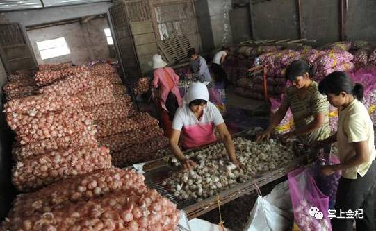 杞縣冷庫(kù)大蒜市場(chǎng)價(jià)格探秘，尋找蒜香的平靜之旅