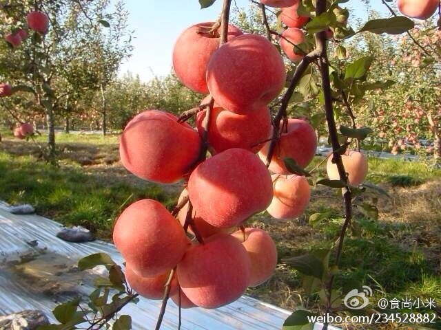 阿克蘇蘋果上市時間詳解，全面步驟指南