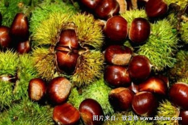 板栗最新行情概覽，市場(chǎng)走勢(shì)與產(chǎn)業(yè)地位深度分析