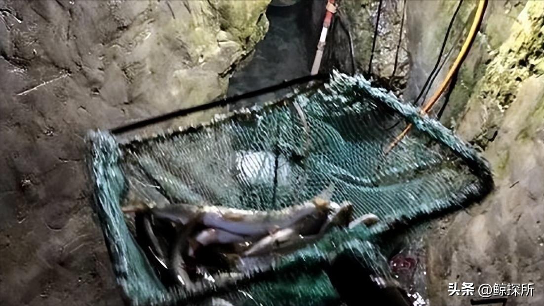 科技新星項寶貝思，重塑生活體驗的最新章節(jié)