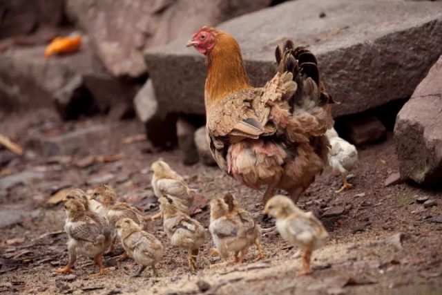 唐山肉雞價(jià)格行情深度解析與趨勢(shì)分析