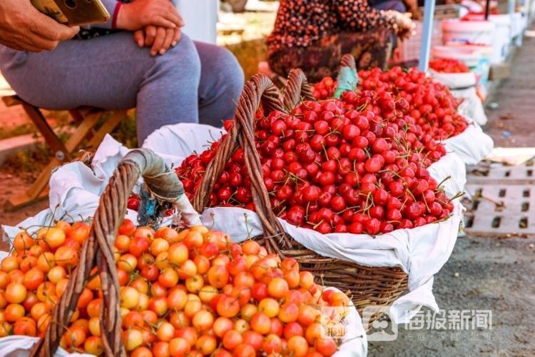 煙臺櫻桃上市,煙臺櫻桃上市，小巷深處的甜蜜誘惑