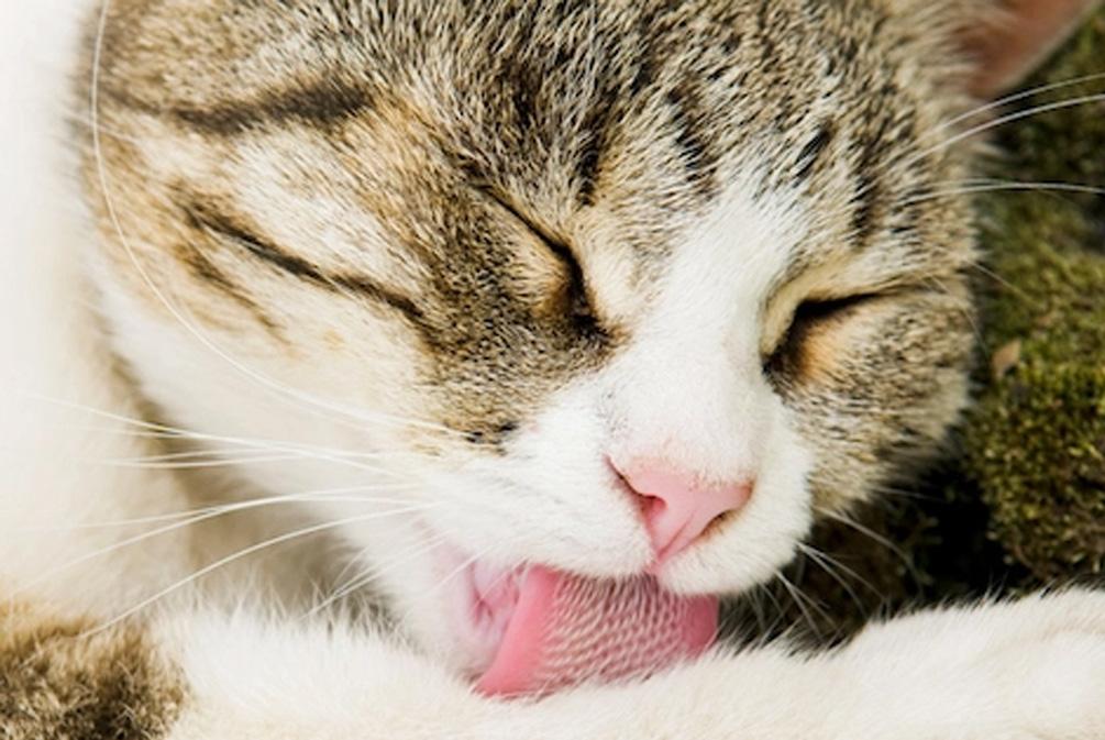 最新人類研究動態(tài)的深度解析與觀點闡述