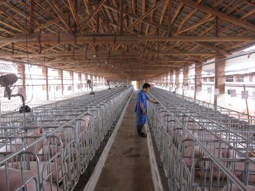 最新豬場(chǎng)管理技術(shù)解析，科技引領(lǐng)畜牧業(yè)邁向智能化未來