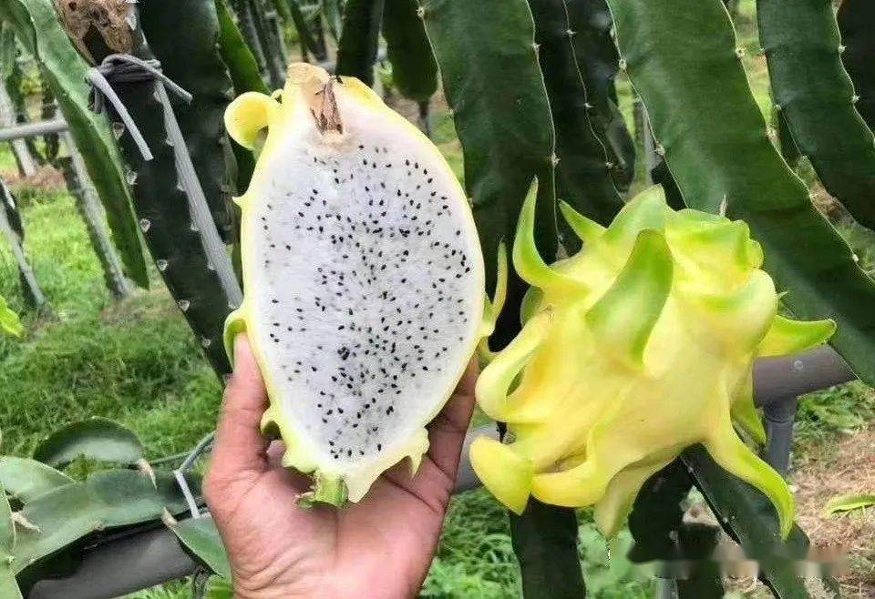 火龍果新品種揭秘，變化的力量與自信成就之旅