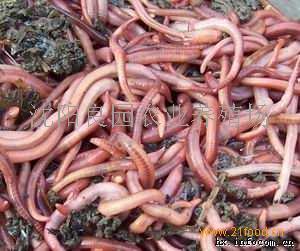 小巷深處的綠色寶藏，蚯蚓種苗價(jià)格揭秘