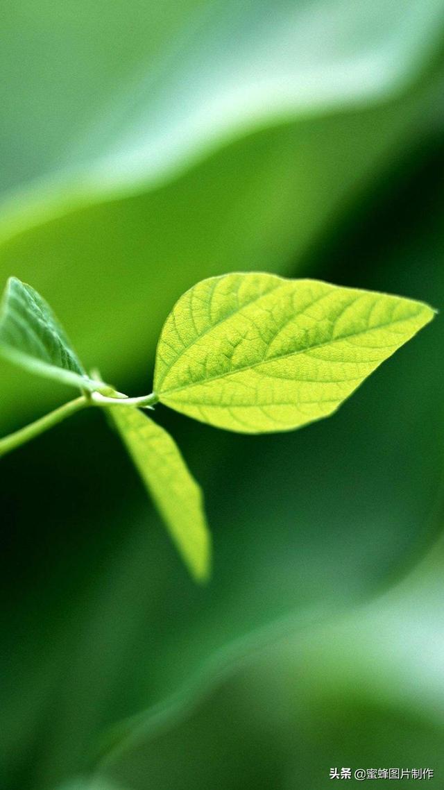 最新護(hù)眼美圖，步驟指南與美圖欣賞