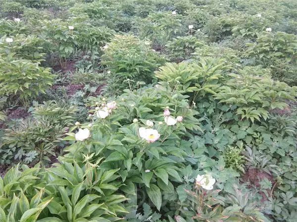 赤芍行情深度解析，小巷特色藥材探尋之旅