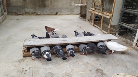 鴿糞新型應(yīng)用，綠色能源的未來與科技創(chuàng)新引領(lǐng)生活變革