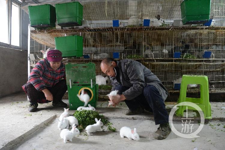 今年養(yǎng)兔行情分析，市場(chǎng)趨勢(shì)與前景展望
