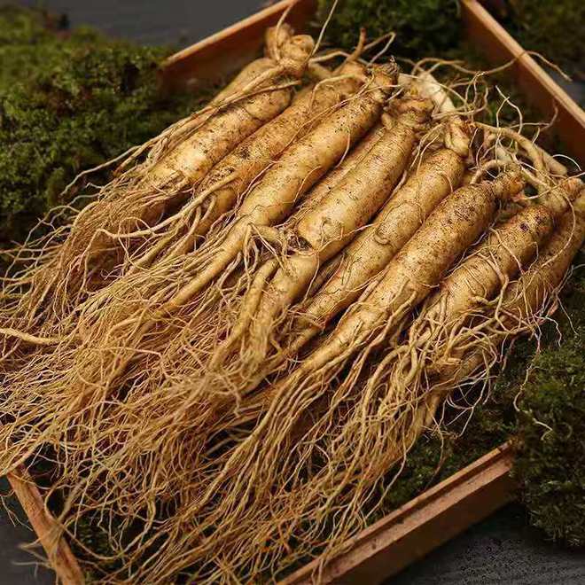 東北野山參價格,東北野山參價格，時代的印記與價值的波動