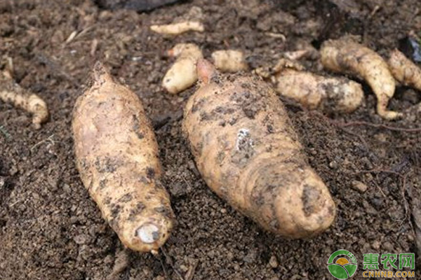 最新天麻行情，變遷之路，無(wú)限可能成就夢(mèng)