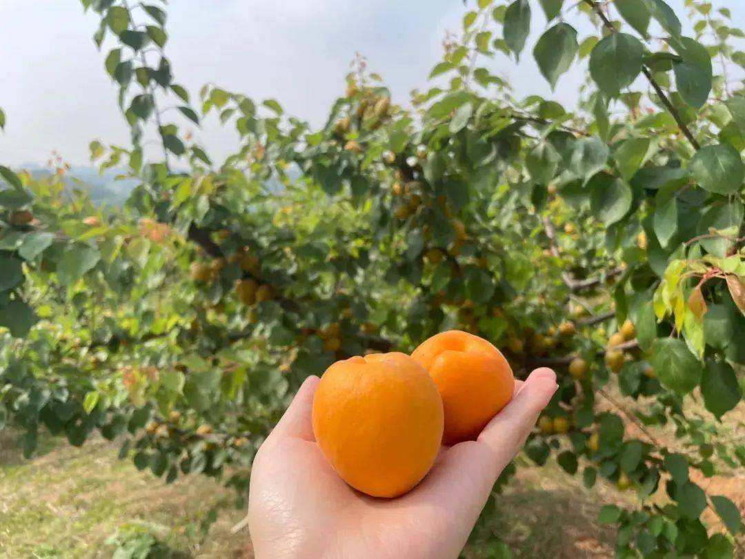 杏吧資訊速遞，引領時尚潮流，傳遞熱門信息的新高地門戶