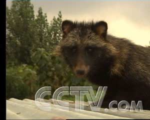 貉子最新價(jià)格行情更新，市場(chǎng)走勢(shì)分析