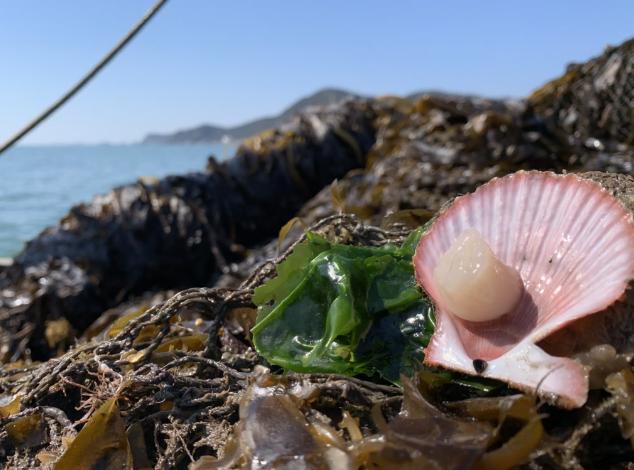 鮑魚(yú)最新行情及小巷美食秘境探秘