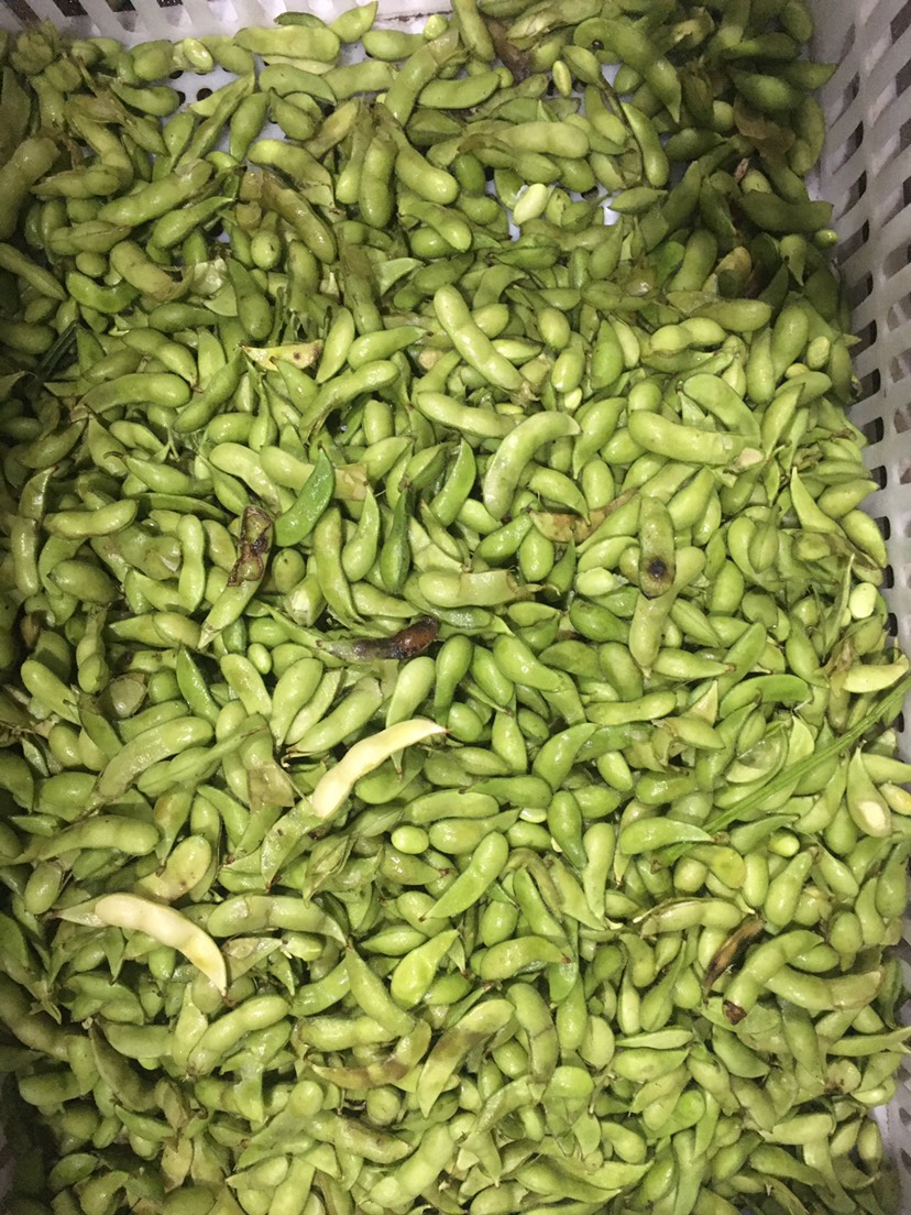 海南毛豆價格最新行情，友情故事與實時市場動態(tài)