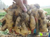 今日山東生姜價格行情,今日山東生姜價格行情，變化中的學(xué)習(xí)，賦予我們力量