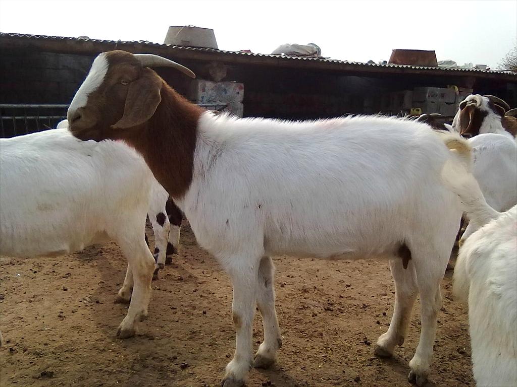 山羊價格，歷史背景、重要事件與地位探究