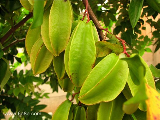 楊桃的甜蜜時(shí)光，友情與陪伴的溫馨故事與上市時(shí)刻揭秘