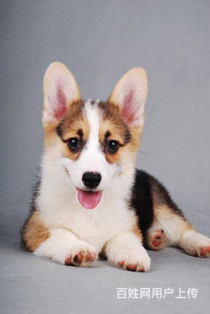 純種柯基價(jià)格，科技與生活的融合之選