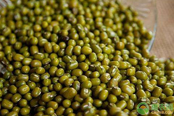 科技賦能下的綠豆市場，最新價格與革新浪潮