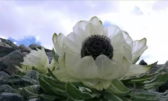 天山野生雪蓮，傳奇價(jià)值與地位的獨(dú)特價(jià)格