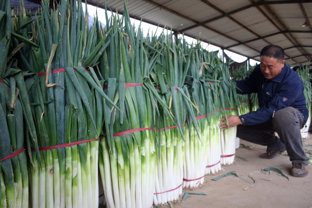 2017年大蔥行情分析與應(yīng)對(duì)策略指南