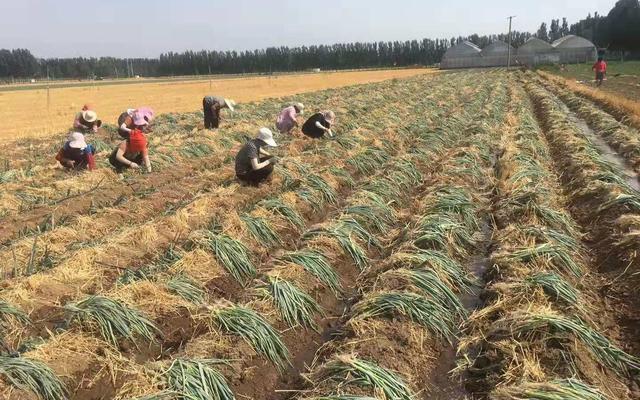 2017年大蔥行情分析與應(yīng)對(duì)策略指南