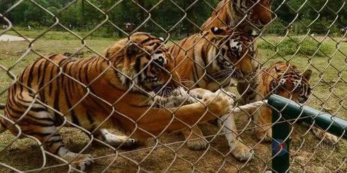 寧波老虎襲擊事件最新進(jìn)展，城市日常中的溫情與友情力量