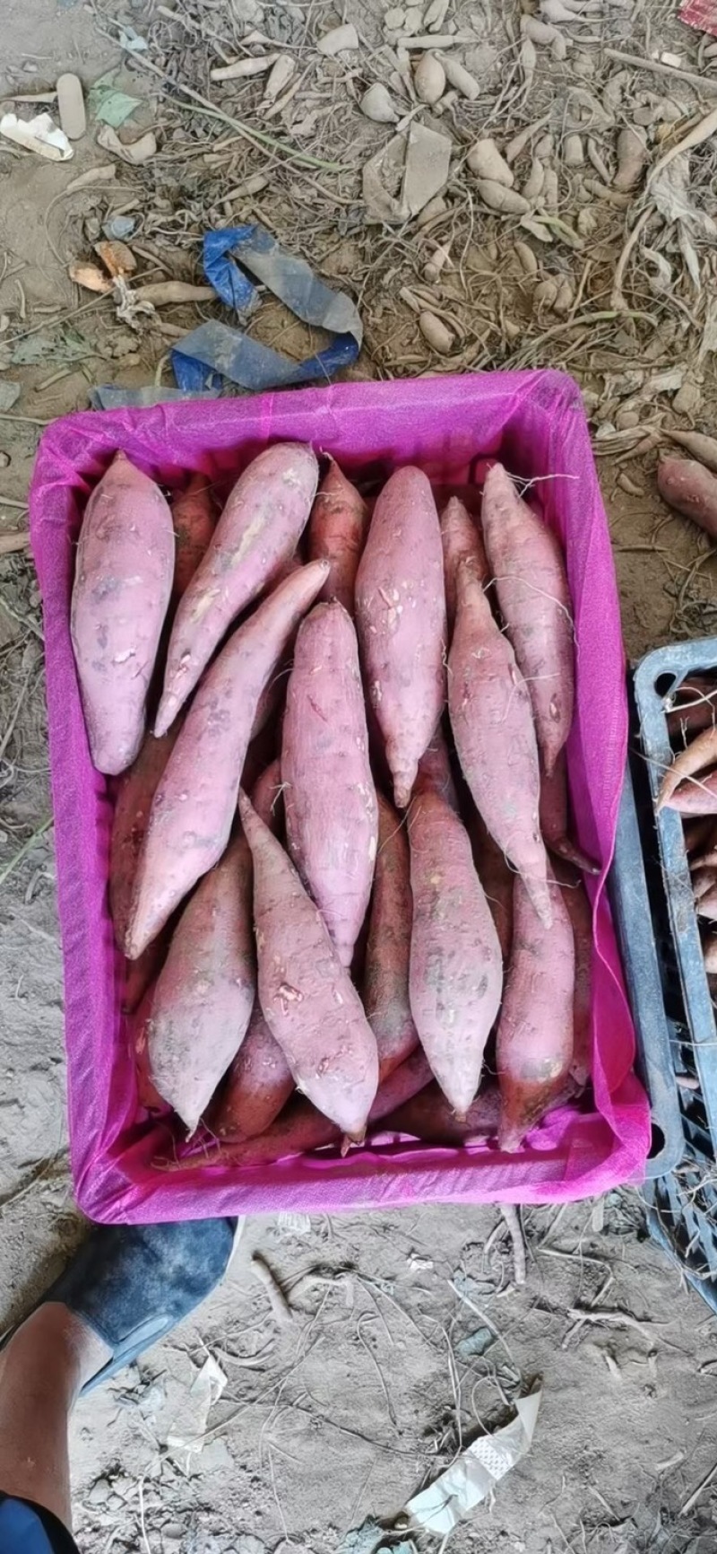 西瓜紅紅薯價(jià)格行情解析與趨勢(shì)分析