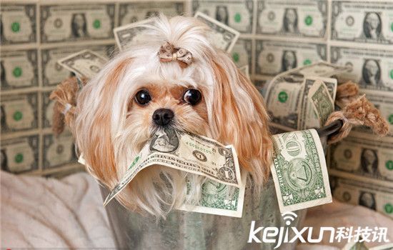 動(dòng)物世界資訊速遞，小巷中的奇妙探索與未知世界探索