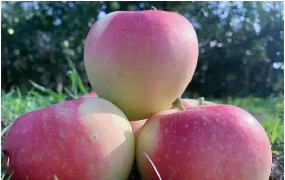 嘎啦蘋果上市時間,嘎啦蘋果上市時間，全面步驟指南