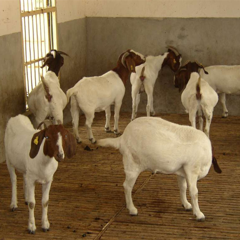 山羊價行情揭秘，小巷深處的獨(dú)特風(fēng)味