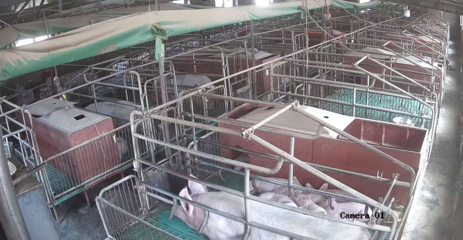 “最新母豬產(chǎn)床技術(shù)”,最新母豬產(chǎn)床技術(shù)，一場(chǎng)技術(shù)與自信的革新之旅