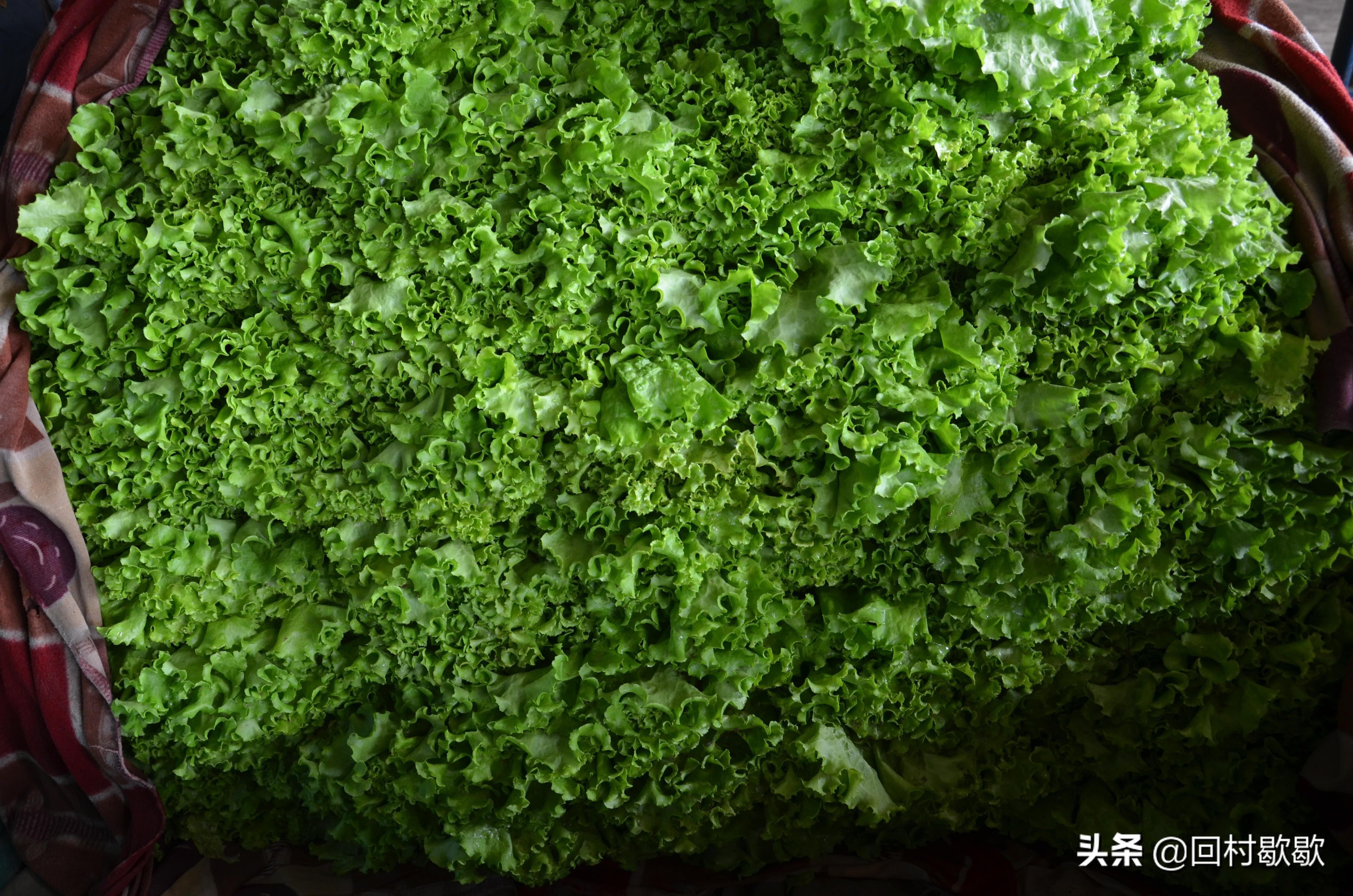 科技引領新生活，最新菜花價格行情實時掌握