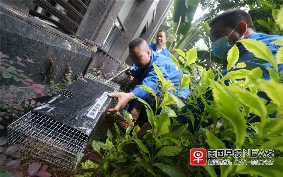 小巷神秘寶藏揭秘，最新捕蛇籠探秘