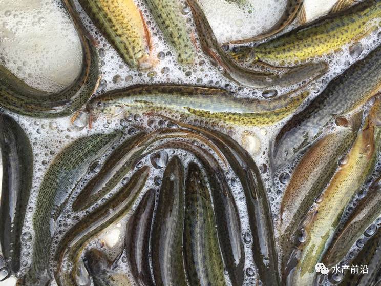 臺灣泥鰍價格最新動態(tài)報告，最新行情解析