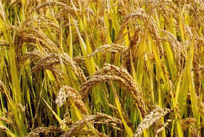 2017年谷子行情預(yù)測(cè)分析