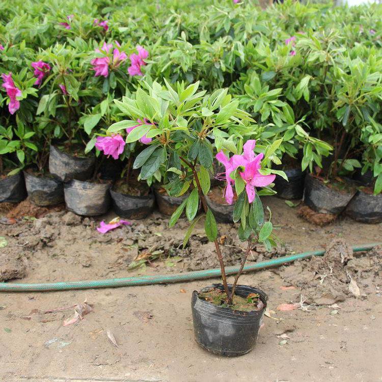 毛杜鵑價(jià)格,毛杜鵑價(jià)格大解密你的省錢(qián)攻略來(lái)了！